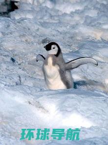 南极动物的食物链极有特色，南极动物app